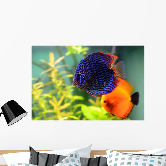 Blue and Orange Discus Wall Decal