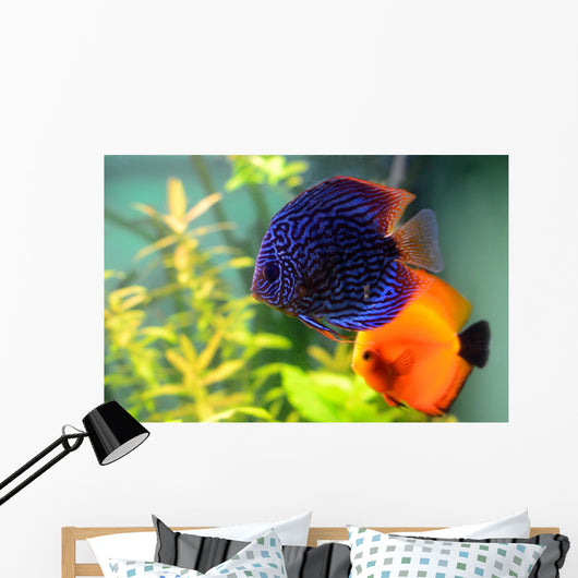 Blue and Orange Discus Wall Decal