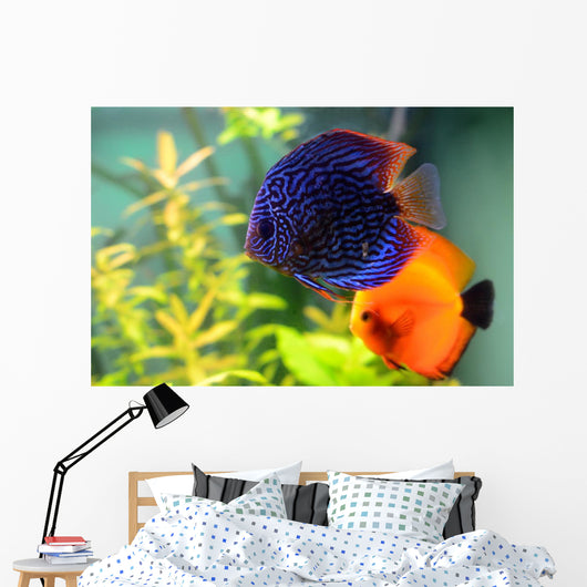 Blue and Orange Discus Wall Decal