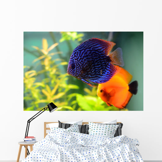 Blue and Orange Discus Wall Decal