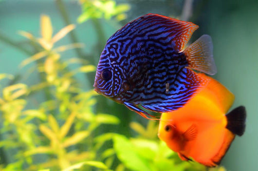Blue and Orange Discus Wall Decal