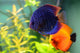 Blue and Orange Discus Wall Decal