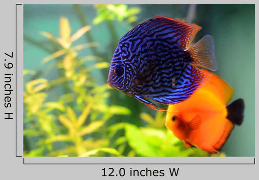 Blue and Orange Discus Wall Decal