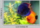 Blue and Orange Discus Wall Decal