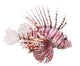 Tropical Red Lionfish Wall Decal