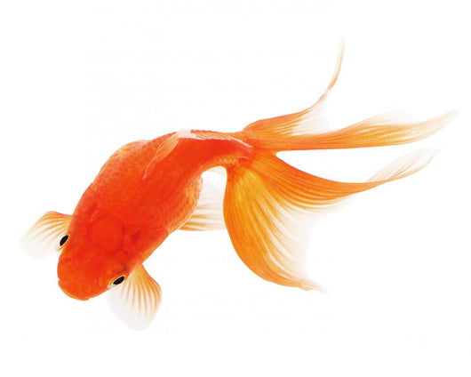 Goldfish White Wall Decal