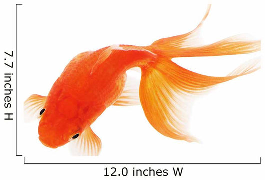 Goldfish White Wall Decal