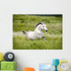 Arab Horse Runs Free Wall Decal