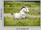 Arab Horse Runs Free Wall Decal