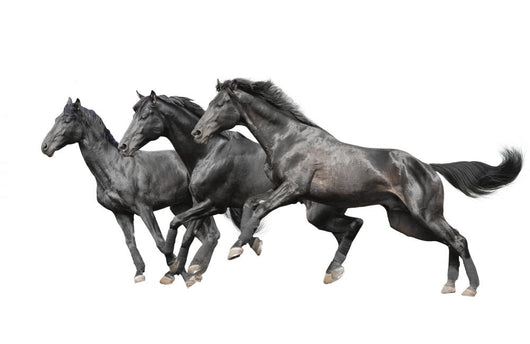 Three Black Horses White Wall Decal