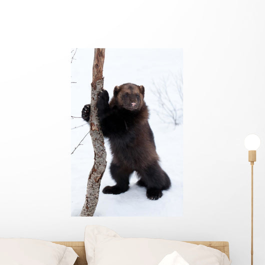 Wolverine Snow Wall Decal