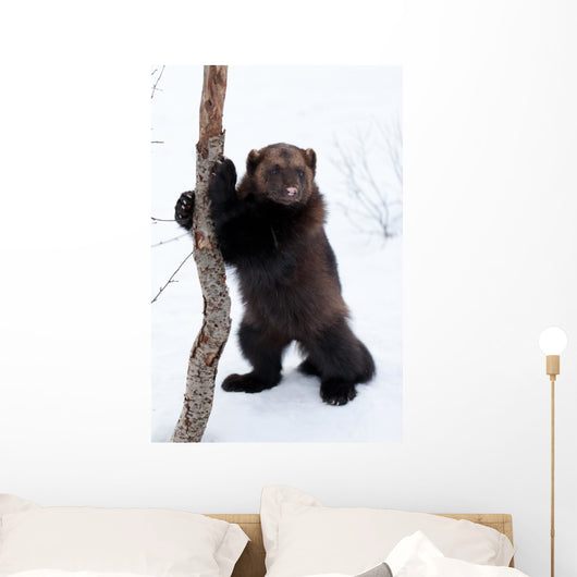 Wolverine Snow Wall Decal