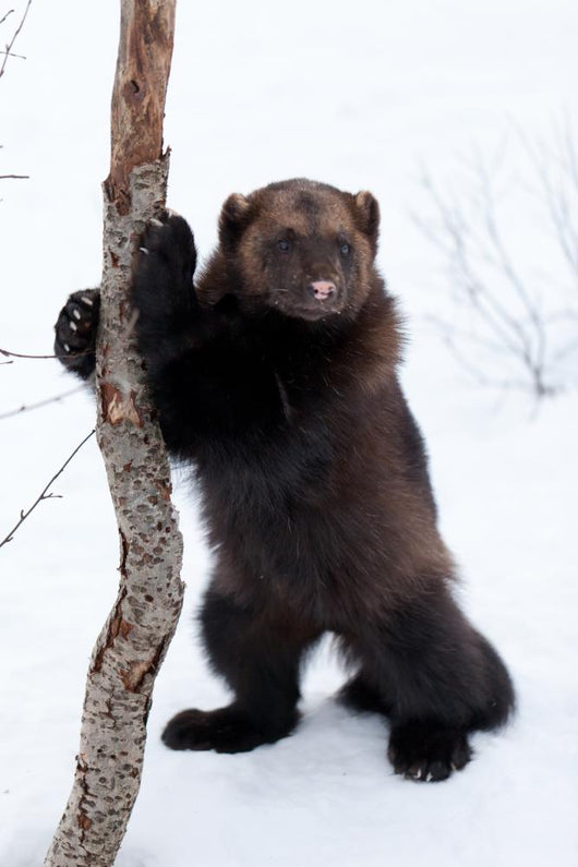 Wolverine Snow Wall Decal