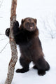 Wolverine Snow Wall Decal