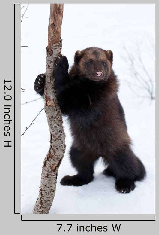 Wolverine Snow Wall Decal