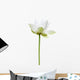 Lotus Blanc Sur Fond Wall Decal