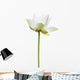 Lotus Blanc Sur Fond Wall Decal