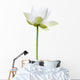 Lotus Blanc Sur Fond Wall Decal