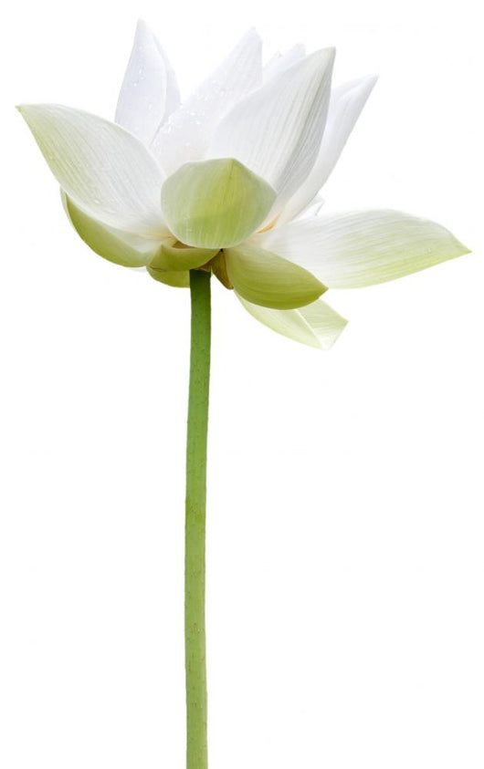 Lotus Blanc Sur Fond Wall Decal