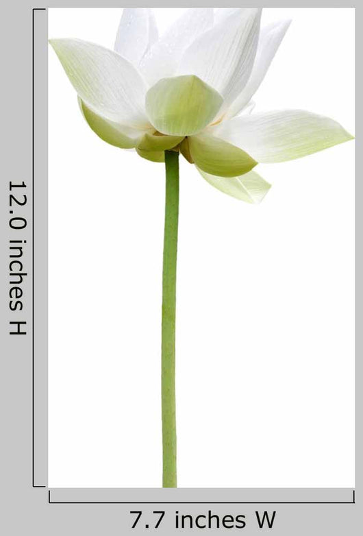Lotus Blanc Sur Fond Wall Decal