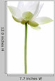 Lotus Blanc Sur Fond Wall Decal