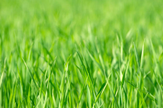 Grass Wall Decal