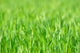 Grass Wall Decal