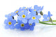 Vergissmeinnicht Wall Decal