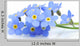 Vergissmeinnicht Wall Decal