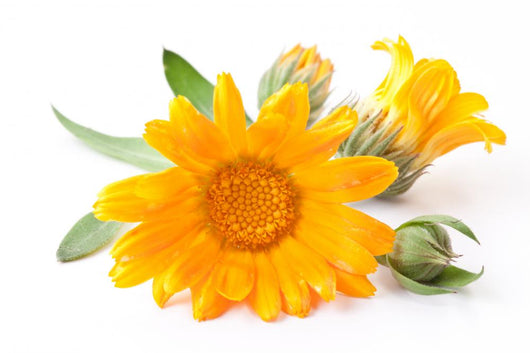 Calendula Flowers Wall Decal