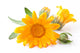 Calendula Flowers Wall Decal