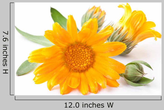 Calendula Flowers Wall Decal