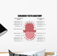 Anatomy Children Teeth Wall Decal