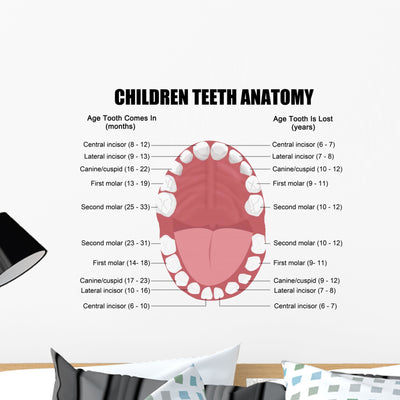Anatomy Children Teeth Wall Decal shown on a wall