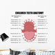 Anatomy Children Teeth Wall Decal