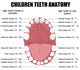 Anatomy Children Teeth Wall Decal