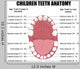 Anatomy Children Teeth Wall Decal