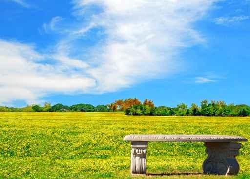 Bench Beautiful Meadow Wall Decal