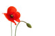 Poppy Flower Wall Decal