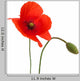 Poppy Flower Wall Decal