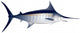 Marlin Fish Vector Illustration Wall Decal