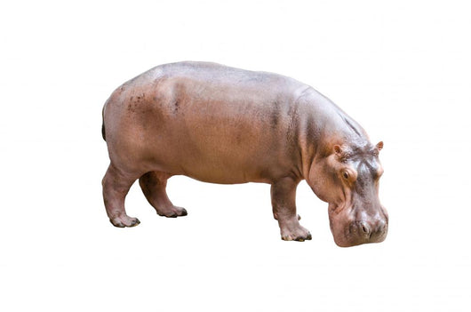 Hippopotamus Wall Decal