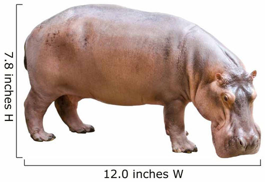 Hippopotamus Wall Decal