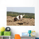 Pagneul Breton Olfaction Odorat Wall Decal