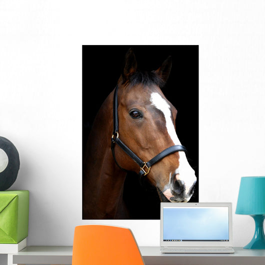 Bay Horse Head against Black Wall Decal