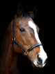 Bay Horse Head against Black Wall Decal
