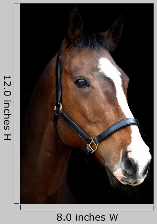 Bay Horse Head against Black Wall Decal