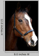 Bay Horse Head against Black Wall Decal