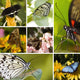 Butterfly Collage Wall Decal
