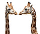 Two Giraffes Wall Decal